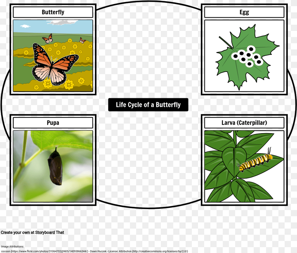 Butterfly Life Cycle Storyboard, Leaf, Plant, Animal, Insect Png
