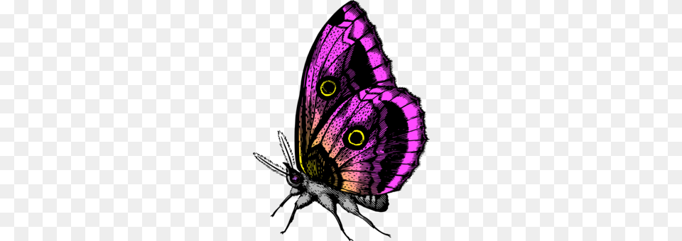 Butterfly Line Art Computer Icons, Purple, Animal, Insect, Invertebrate Png Image