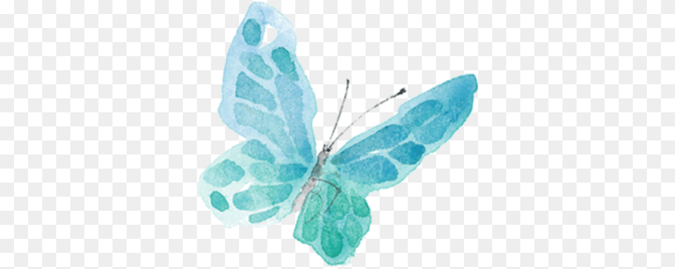 Butterfly Love Watercolor, Leaf, Plant, Turquoise, Animal Free Transparent Png