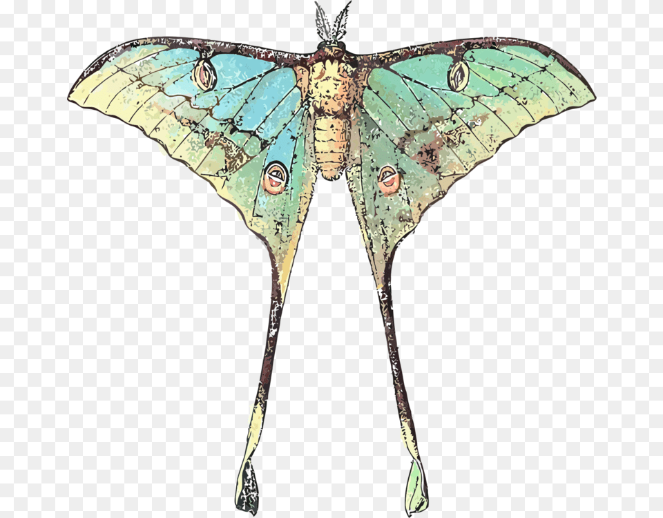 Butterfly Luna Moth Insect Comet Moth Luna Moth Scientific Illustration, Animal, Invertebrate, Face, Head Png