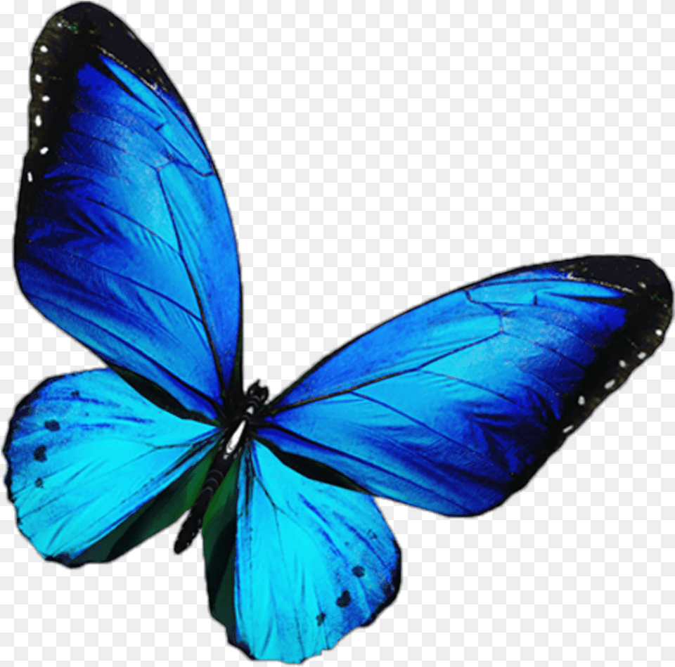 Butterfly Mariposa Blue Blue Butterfly, Animal, Insect, Invertebrate, Plant Free Transparent Png
