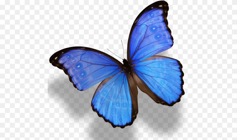 Butterfly Monarch Amathonte Menelaus Morpho Image Morpho Butterfly, Animal, Insect, Invertebrate Free Transparent Png