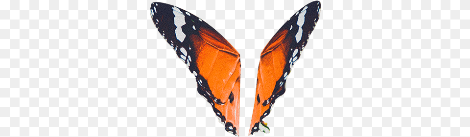 Butterfly Monarch Butterfly, Animal, Insect, Invertebrate Free Png Download