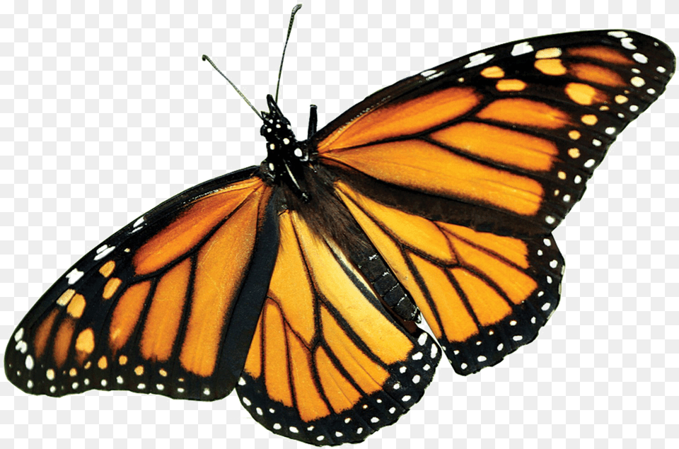 Butterfly Monarch Butterfly Background, Animal, Insect, Invertebrate Png