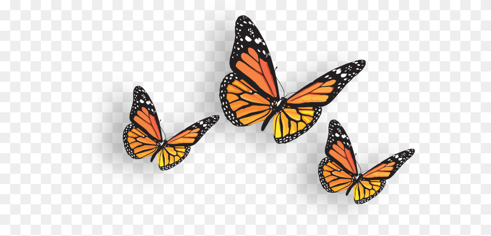 Butterfly Monarch Butterfly Transparent Background, Animal, Insect, Invertebrate, Appliance Png