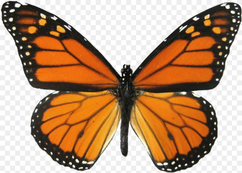 Butterfly Monarchbutterfly Monarch Orange Insect Real Monarch Butterfly Wings, Animal, Invertebrate Free Png