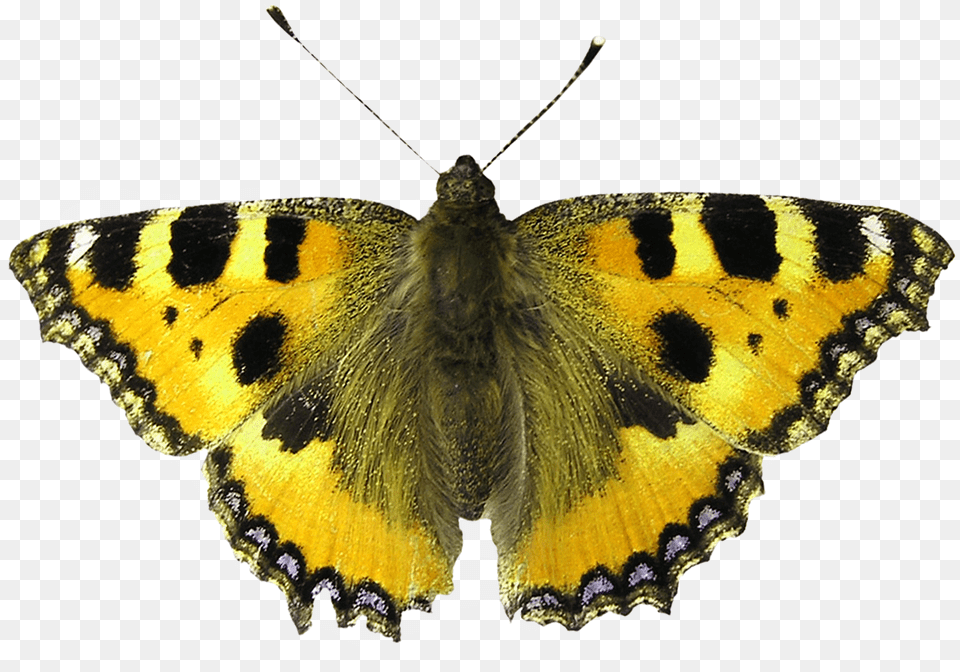 Butterfly Moth, Animal, Insect, Invertebrate Free Png
