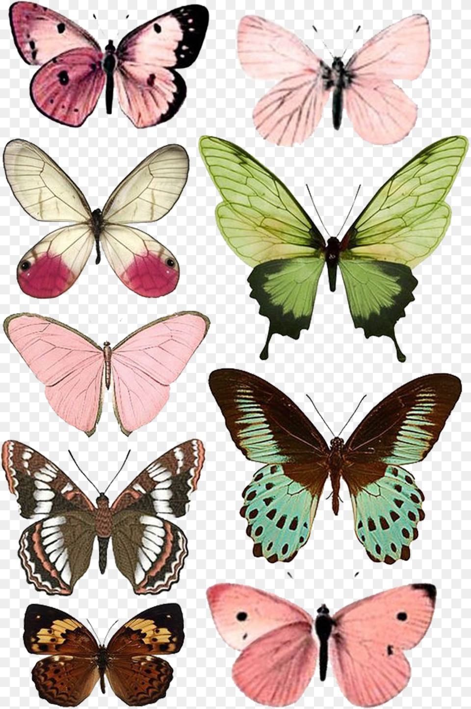 Butterfly Moth Insect Paper Printing Free Download Butterflies To Print Png