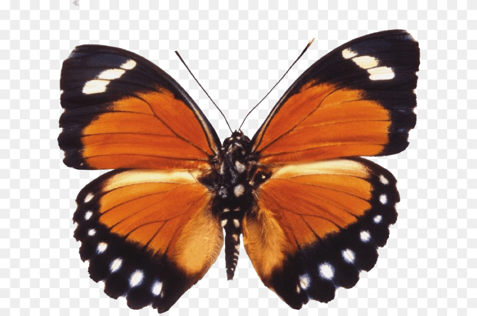 Butterfly Moth Moodboard Filler Moodboardfiller Orange Moth, Animal, Insect, Invertebrate, Monarch Free Png
