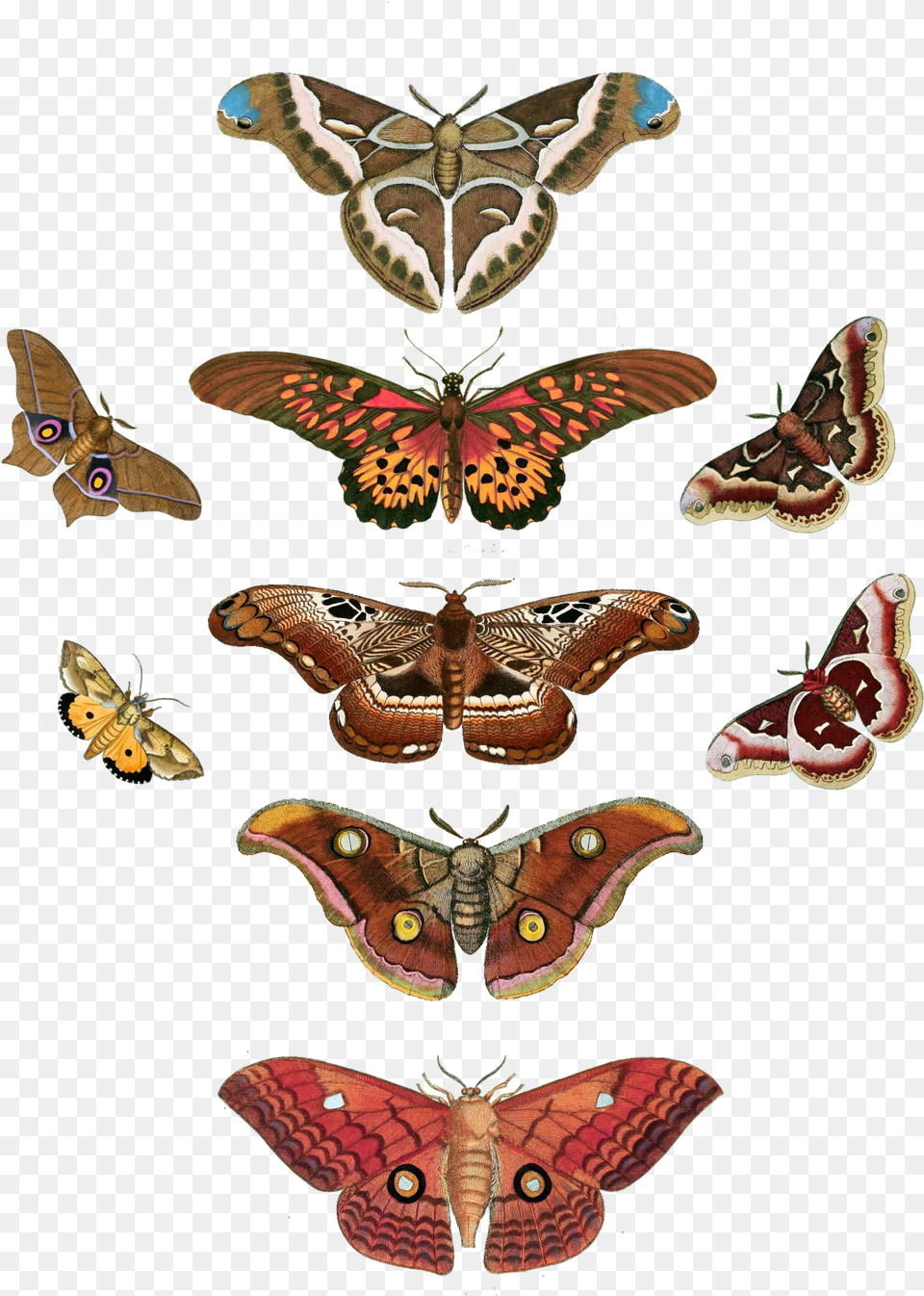 Butterfly Moth Vintage Stock Butterfly, Animal, Insect, Invertebrate, Reptile Free Png Download