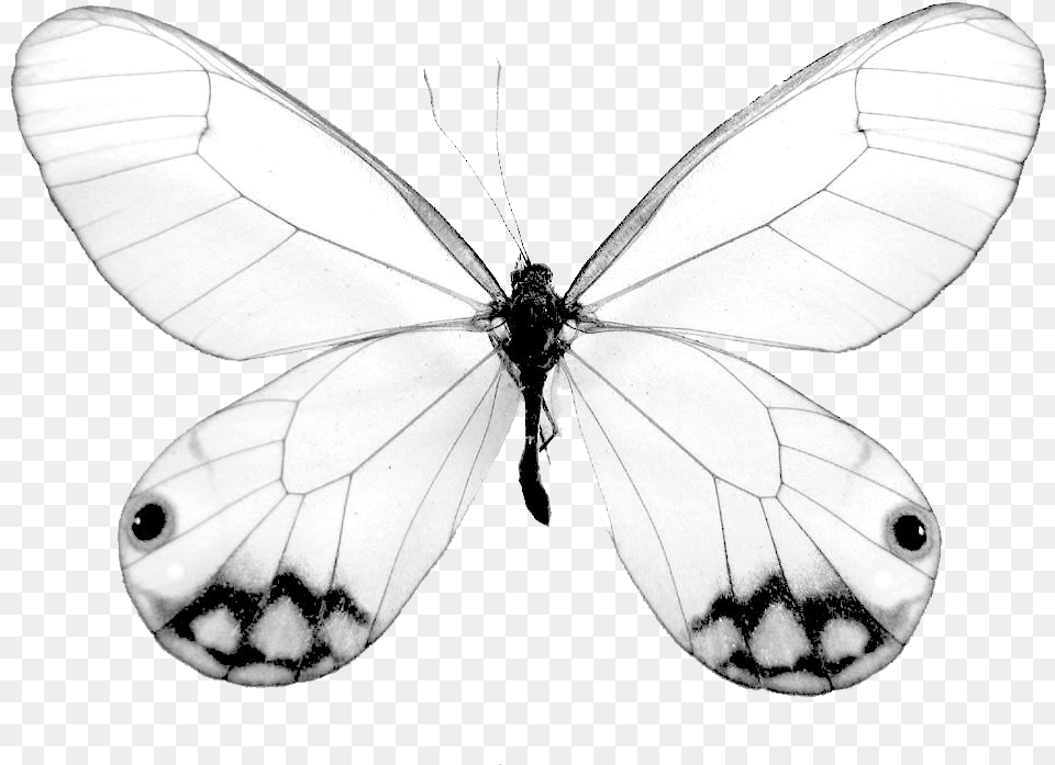 Butterfly Net, Animal, Insect, Invertebrate Free Png