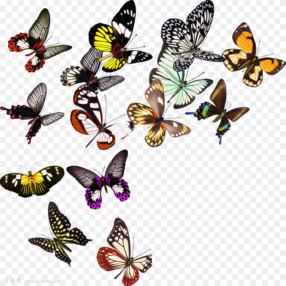 Butterfly Nymphalidae Clip Art, Animal, Insect, Invertebrate Free Transparent Png