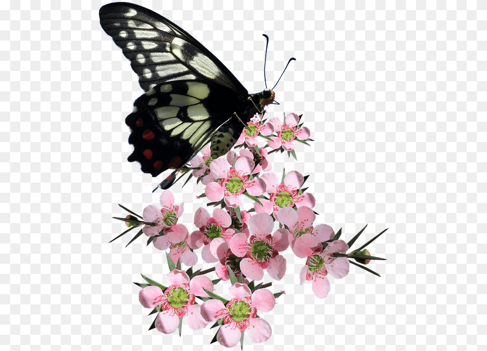 Butterfly Of A Flower Tree, Plant, Pollen, Geranium, Petal Free Png Download
