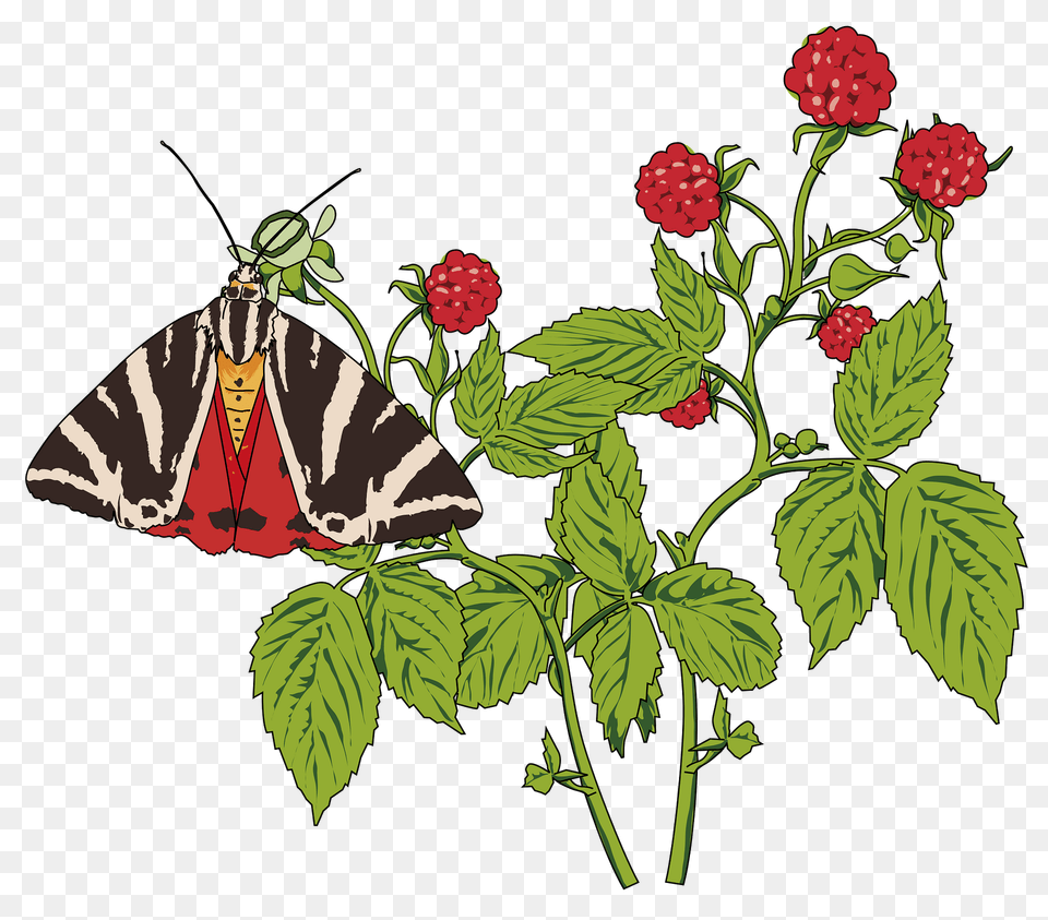 Butterfly On A Raspberry Plant Clipart, Berry, Produce, Food, Fruit Png Image