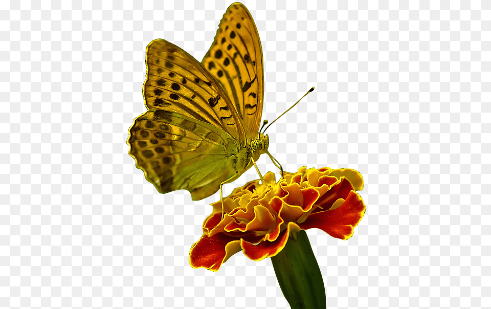 Butterfly On Flower, Petal, Plant, Animal, Insect Free Transparent Png