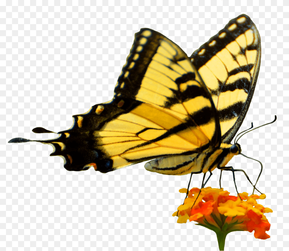 Butterfly On Flower Cut Out Butterfly In Garden, Animal, Insect, Invertebrate Png