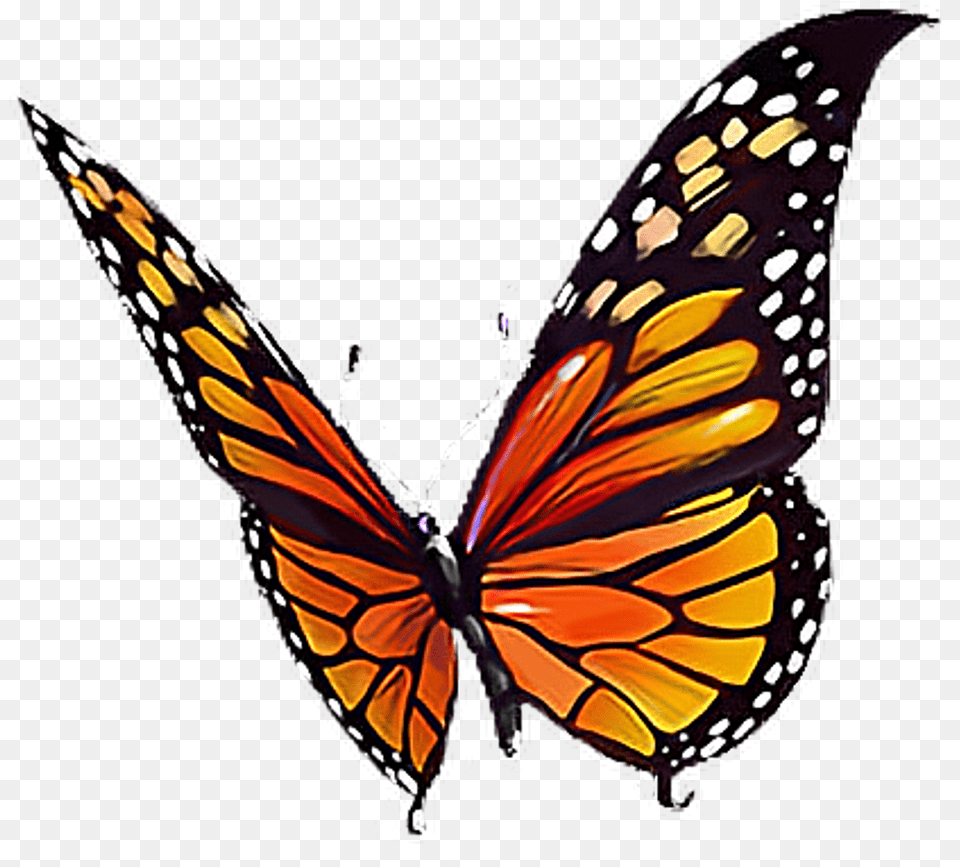 Butterfly Orange Black Yellow White Butterflylove Orange Yellow And Black Butterfly, Animal, Insect, Invertebrate, Monarch Free Transparent Png
