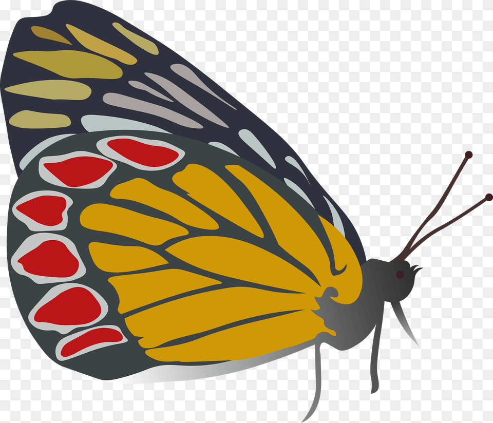 Butterfly Orange Gonepteryx Rhamni Clipart, Animal, Insect, Invertebrate, Monarch Png