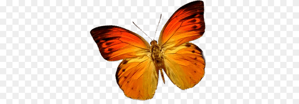 Butterfly Orange Left, Animal, Insect, Invertebrate Png Image