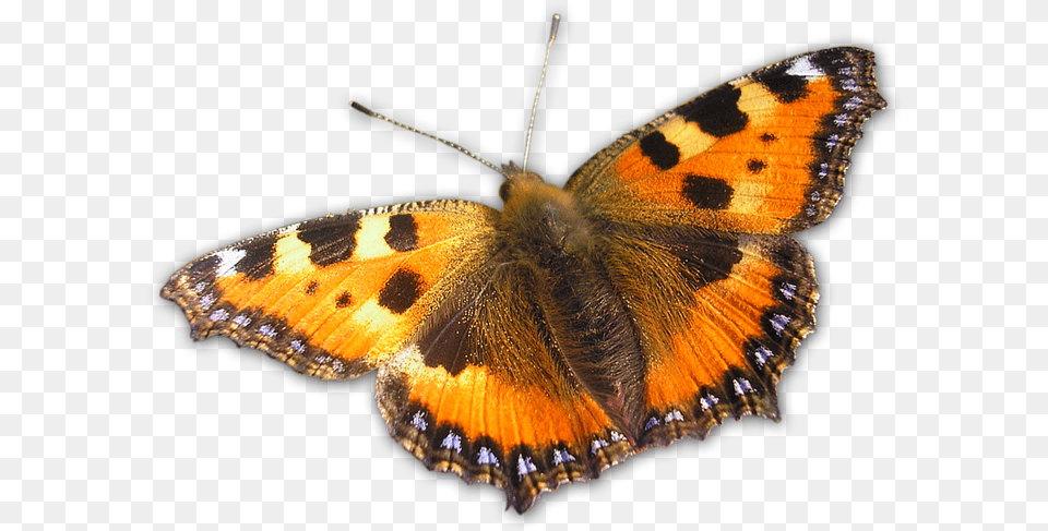 Butterfly Orange Nature Picture Large Butterfly, Animal, Insect, Invertebrate Png Image