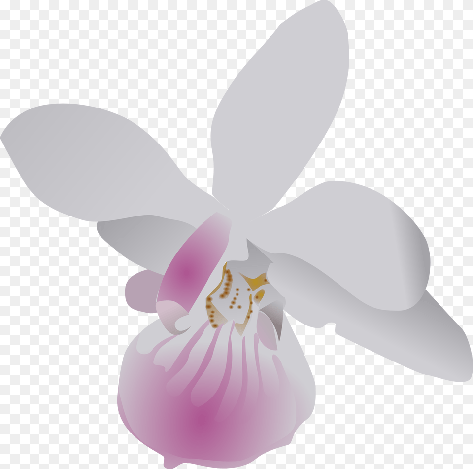 Butterfly Orchid Flower Orchid Clip Art, Plant, Appliance, Ceiling Fan, Device Free Png Download