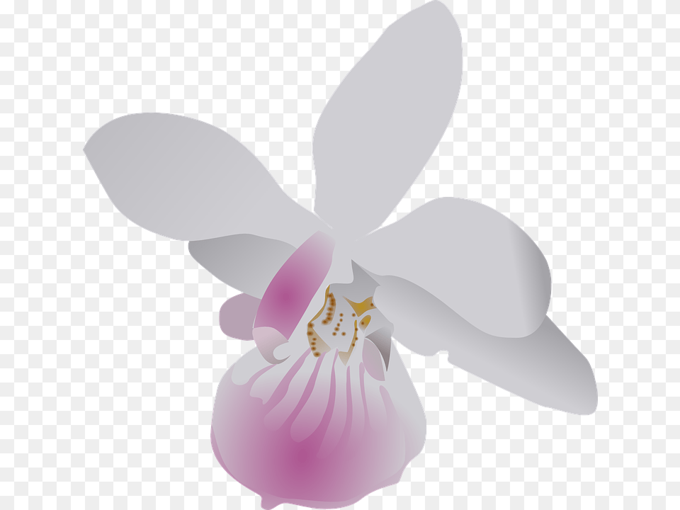 Butterfly Orchid Flower Purple White Flora Floral Orchid Clip Art, Plant, Person, Face, Head Png Image