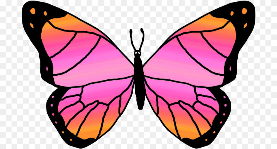 Butterfly Outline Clipart Images Pink And Orange Butterfly, Person, Animal, Insect, Invertebrate Png Image