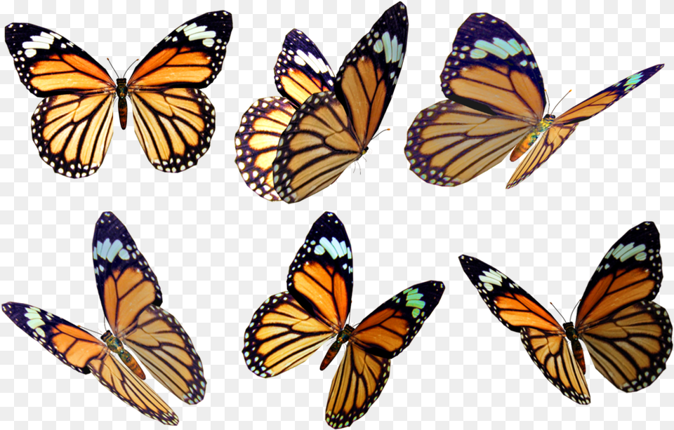Butterfly Overlay Butterfly Overlay, Animal, Insect, Invertebrate, Monarch Free Transparent Png