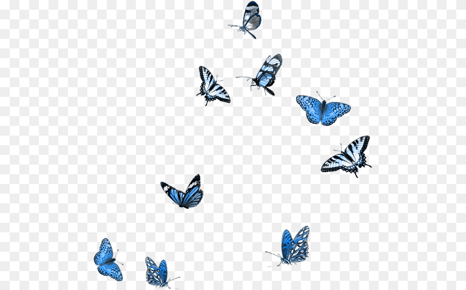 Butterfly Party Moth Mood Boards Embellishments Blue Butterflies, Animal, Bird, Flying, Insect Png