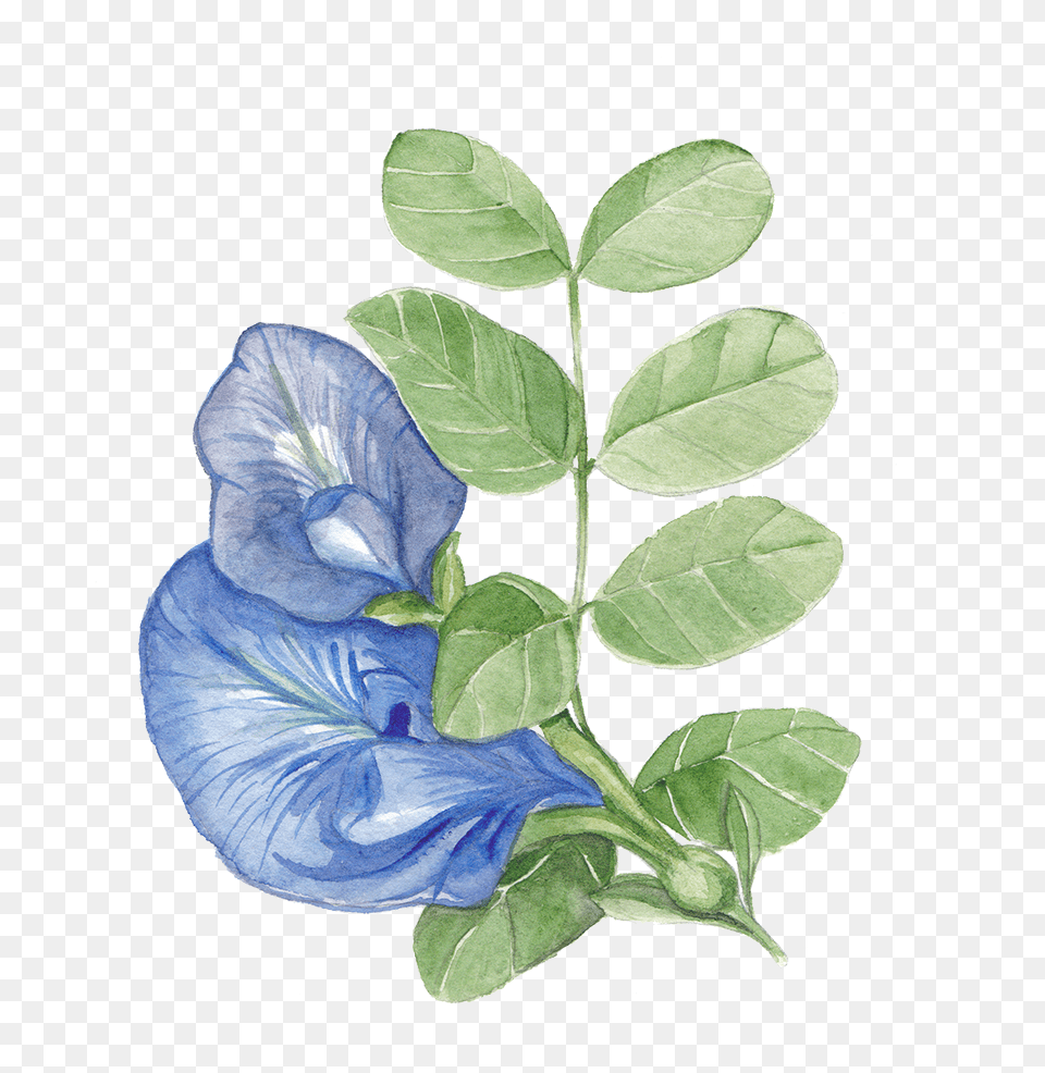 Butterfly Pea Flower Illustration, Acanthaceae, Leaf, Petal, Plant Free Png
