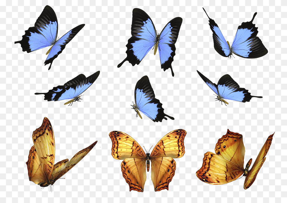 Butterfly Photo Overlays Photography Overlays For Photoshop Png