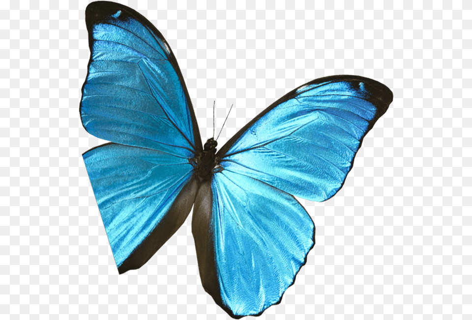 Butterfly Pic Lycaenid, Animal, Insect, Invertebrate, Person Png