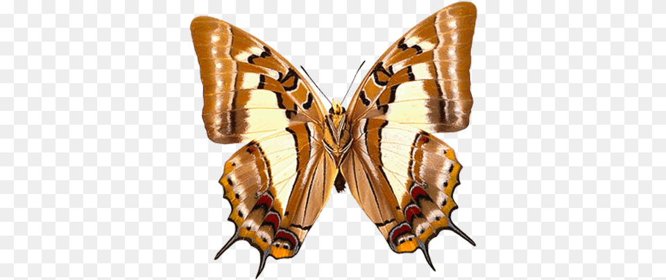 Butterfly Picture Clipart Kelebekler Hayvanlar Ku Brown Butterfly High Resolution, Animal, Insect, Invertebrate, Moth Free Png