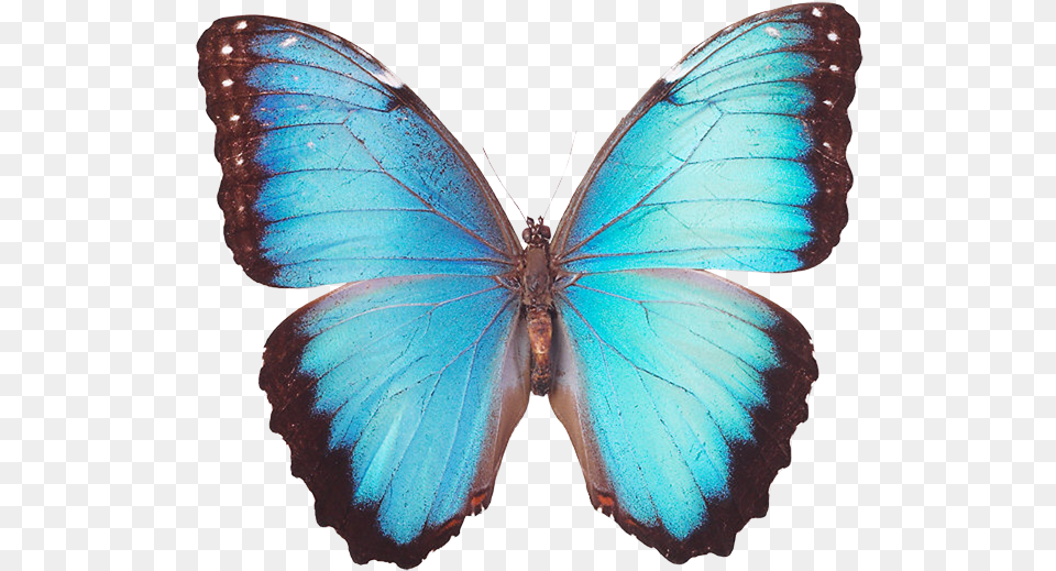 Butterfly Pictures To Colour, Animal, Insect, Invertebrate Free Png