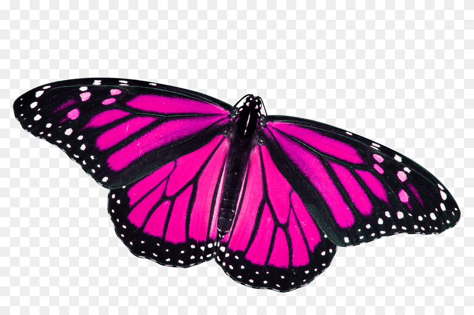 Butterfly Pink, Purple, Animal, Insect, Invertebrate Png