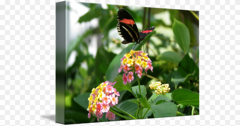 Butterfly Pink And Yellow By Lisa W Lantana Camara, Flower, Geranium, Plant, Animal Free Png Download