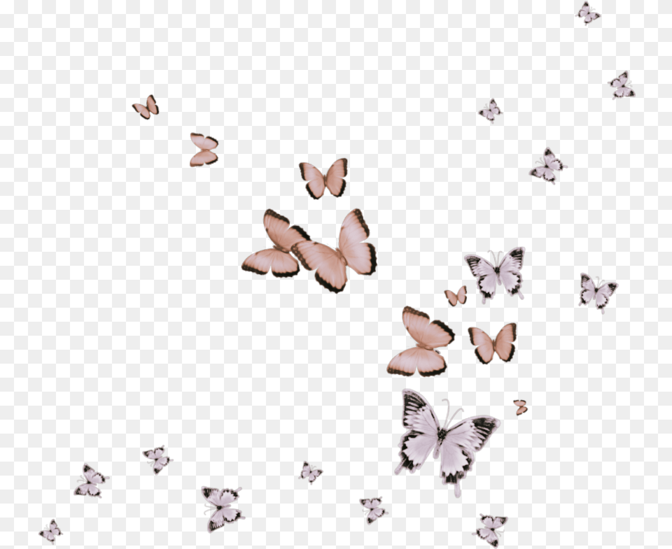 Butterfly Pink Flying Animals Skipper Butterfly, Animal, Bird, Flock Png Image