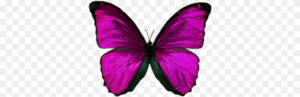 Butterfly Pink Lightning Butterfly Backgrounds Aesthetic, Flower, Petal, Plant, Purple Free Transparent Png