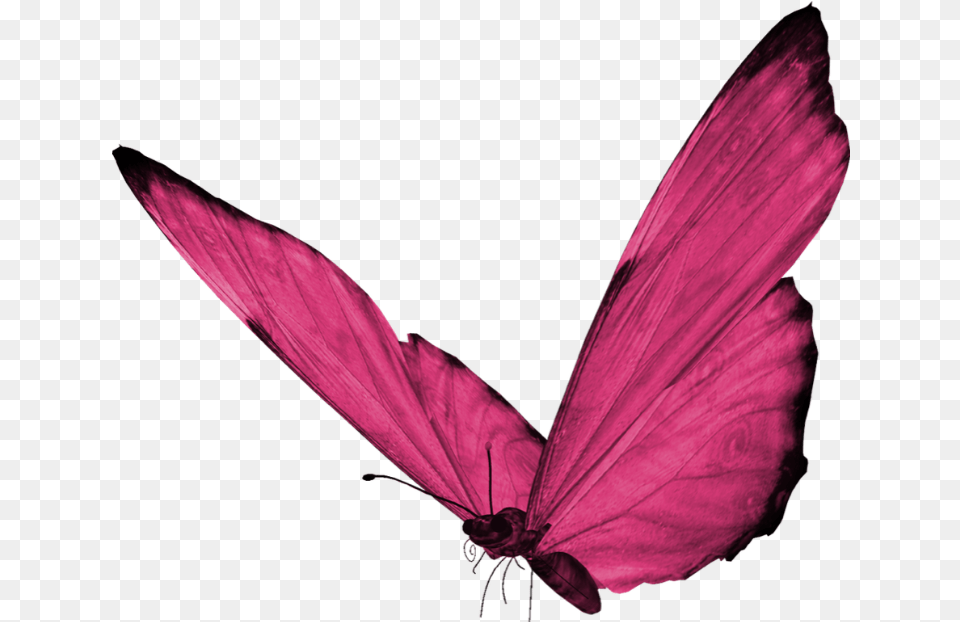 Butterfly Pinkbutterfly Pink Hotpink Cute Pretty Pink Butterfly Hd, Flower, Petal, Plant, Purple Free Png Download