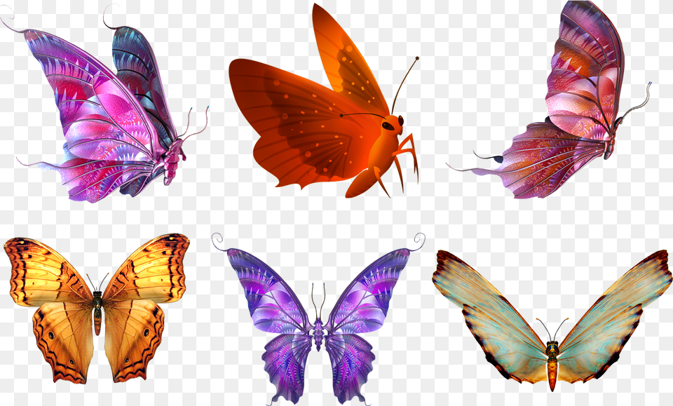 Butterfly Psd, Animal, Insect, Invertebrate Free Png