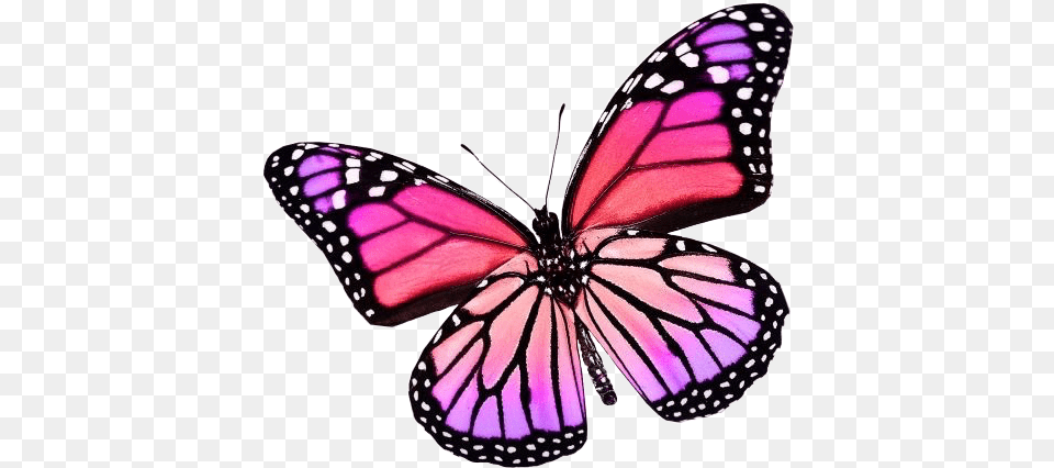 Butterfly Purple And Pink Butterfly, Animal, Insect, Invertebrate, Monarch Png