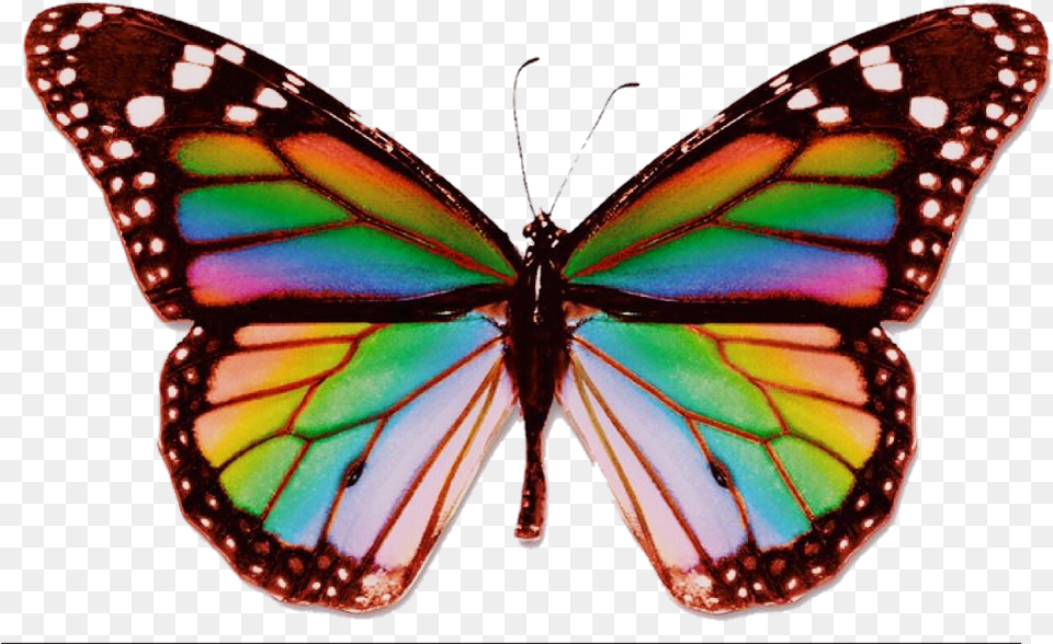 Butterfly Rainbow Aesthetic Trippy Edit Psychedelic Real Rainbow Butterfly, Animal, Insect, Invertebrate, Monarch Png Image