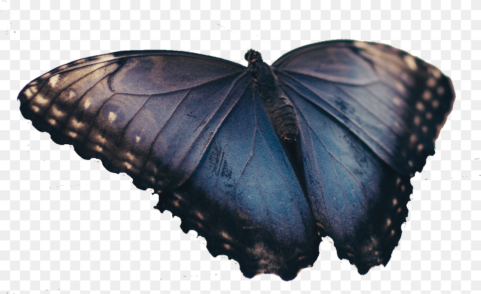 Butterfly Real, Animal, Insect, Invertebrate Free Transparent Png