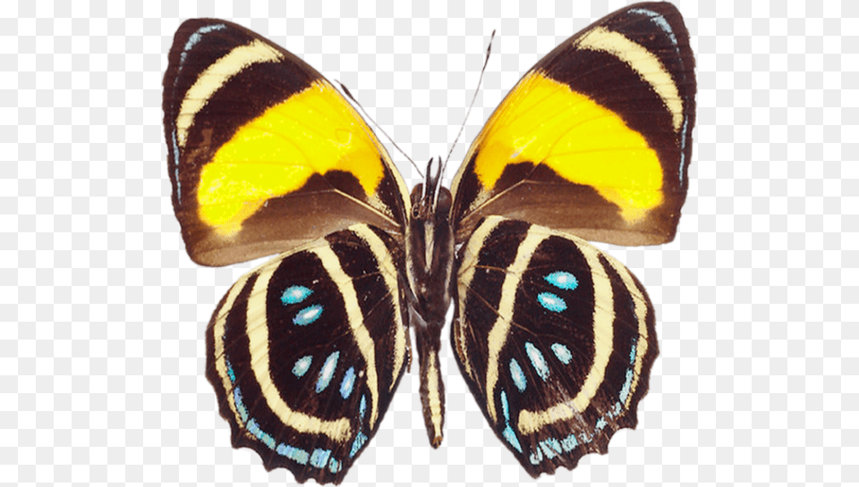 Butterfly Real Clipart, Animal, Insect, Invertebrate Free Png Download