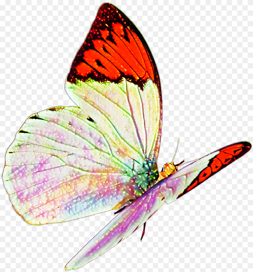 Butterfly Real Nature Flying Sticker Mislen Flying, Animal, Insect, Invertebrate Free Png Download