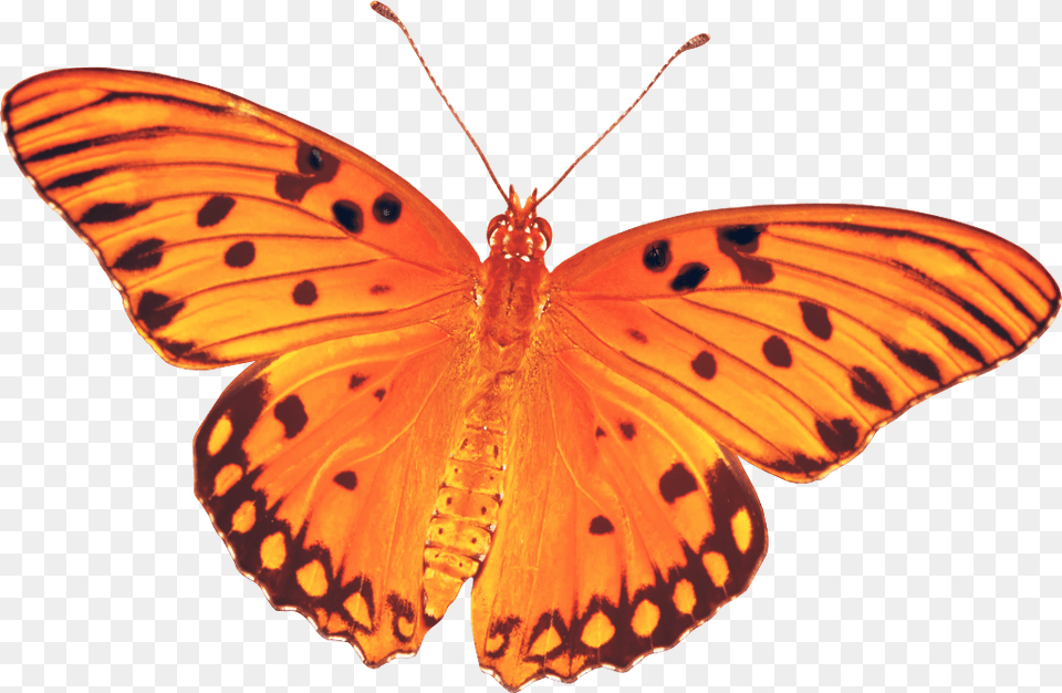 Butterfly Real Orange Nature Butterfly, Animal, Insect, Invertebrate Png Image
