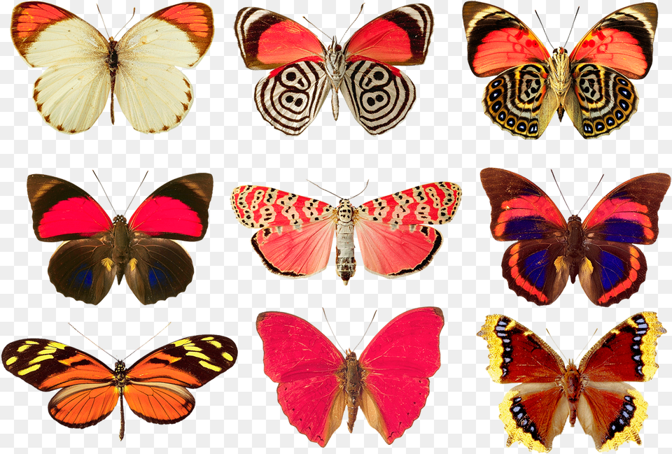 Butterfly Red, Animal, Insect, Invertebrate Free Png