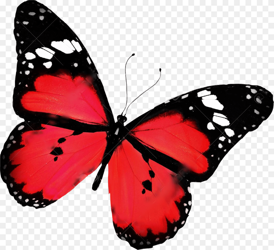 Butterfly Red Beautiful Freetoedit Butterfly Flying, Animal, Insect, Invertebrate, Monarch Png