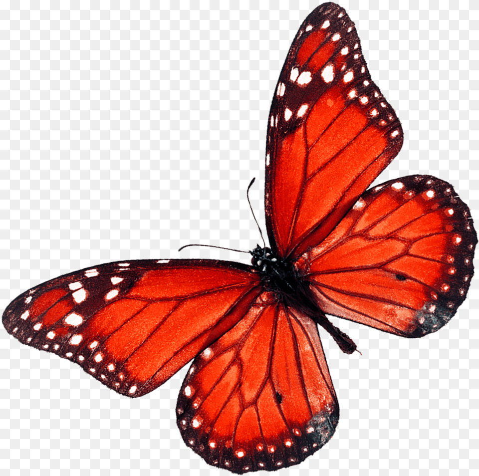 Butterfly Red Fly, Animal, Insect, Invertebrate, Monarch Free Png