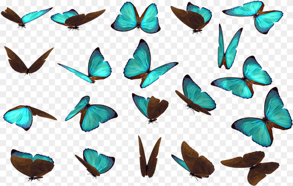 Butterfly References, Animal, Insect, Invertebrate, Bird Free Png